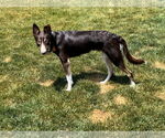 Small #23 Border Collie