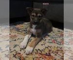 Puppy 5 Chow Chow-Siberian Husky Mix