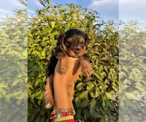 Yorkshire Terrier Puppy for sale in ACAMPO, CA, USA