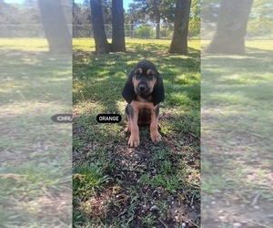 Bloodhound Puppy for sale in MANNFORD, OK, USA