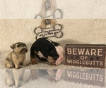 Small Photo #4 Olde English Bulldogge Puppy For Sale in CYNTHIANA, IN, USA