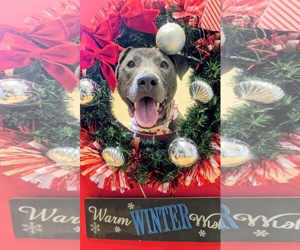 Medium Photo #2 Mutt Puppy For Sale in Rockaway, NJ, USA