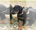Puppy Saber Doberman Pinscher