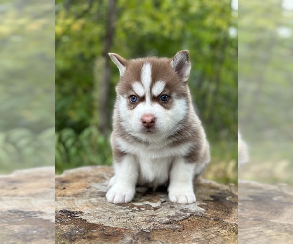 Medium Photo #14 Pomsky Puppy For Sale in STAPLES, MN, USA