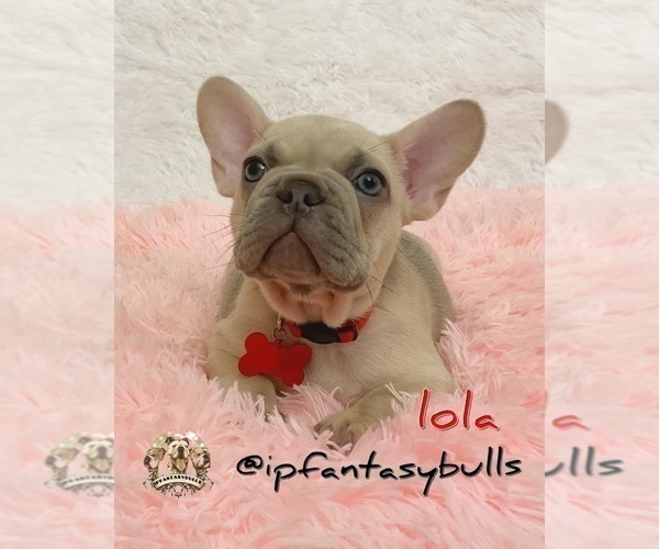 Medium Photo #12 French Bulldog Puppy For Sale in LEHIGH ACRES, FL, USA