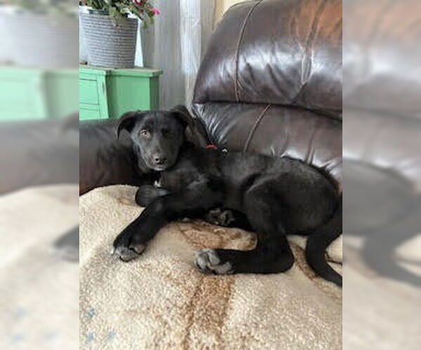 Medium Photo #2 German Shepherd Dog-Unknown Mix Puppy For Sale in Minneapolis, MN, USA