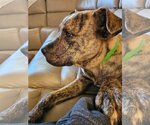Small Photo #8 Mountain Cur-Unknown Mix Puppy For Sale in Germantown, OH, USA