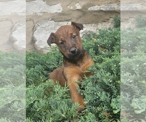 Irish Terrier Puppy for Sale in WATERLOO, New York USA