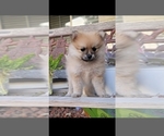 Small Photo #7 Pomeranian Puppy For Sale in STKN, CA, USA
