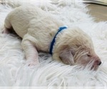 Small Photo #17 Labradoodle Puppy For Sale in TAHLEQUAH, OK, USA