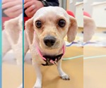 Small #4 Bichon Frise-Colonial Cocker Spaniel Mix