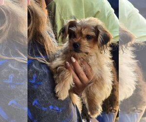 Maltese-Unknown Mix Dogs for adoption in Morganville, NJ, USA