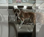 Small #9 American Pit Bull Terrier