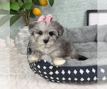 Small #1 Maltipoo (Toy)