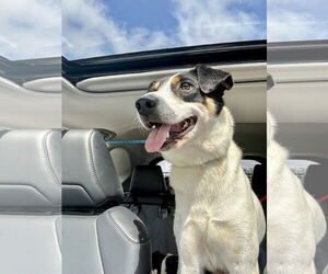 Mutt Dogs for adoption in Rockaway, NJ, USA