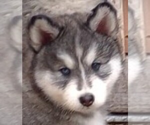 Alaskan Malamute-Alusky Mix Puppy for sale in PRIEST LAKE, ID, USA