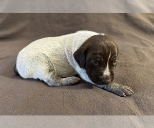 German Shorthaired Pointer Puppy for Sale in WOODLAND PARK, Colorado USA