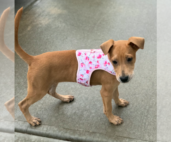 Medium Photo #10 Labrador Retriever-Unknown Mix Puppy For Sale in Holly Springs, NC, USA