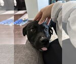 Small #3 Labrador Retriever Mix