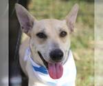 LILA - Female Carolina Dog-Unknown Mix Dog for Adoption - Small photo