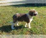 Small Photo #8 Saint Berdoodle Puppy For Sale in LEWISBURG, KY, USA