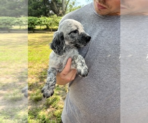 English Cocker Spaniel Puppy for sale in ACWORTH, GA, USA