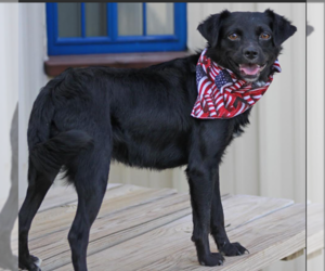 Farley in TX - Male Chihuahua-Colonial Cocker Spaniel Mix Dog for Adoption - Photo #2