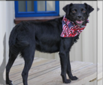 Small #1 Chihuahua-Colonial Cocker Spaniel Mix