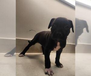 American Pit Bull Terrier Dogs for adoption in Baytown, TX, USA