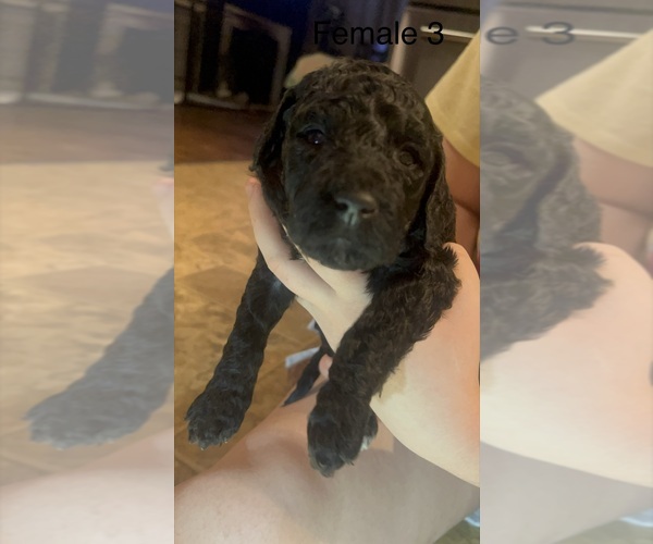Medium Photo #29 Goldendoodle Puppy For Sale in SPARTANBURG, SC, USA