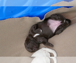 Small Photo #7 Labradoodle Puppy For Sale in ANACONDA, MT, USA
