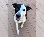 Paige #3 - Female Staffordshire Bull Terrier-Unknown Mix Dog for Adoption - Small photo