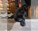 Small Photo #3 Labrador Retriever-Newfoundland Mix Puppy For Sale in MORRIS, MN, USA