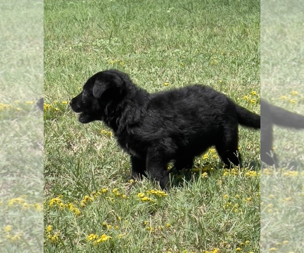 Medium Photo #5 German Shepherd Dog Puppy For Sale in WACO, TX, USA
