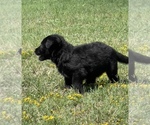 Small #4 German Shepherd Dog