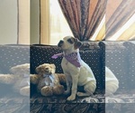 Small Photo #1 Boxer Puppy For Sale in MURRIETA, CA, USA