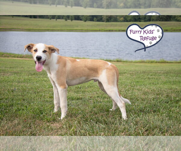 Medium Photo #2 Great Pyrenees-Unknown Mix Puppy For Sale in Lee's Summit, MO, USA