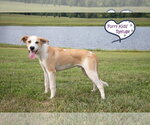Small #1 Great Pyrenees Mix