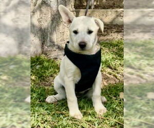 Godiva - Female Black Mouth Cur-Labrador Retriever Mix Dog for Adoption - Photo #3