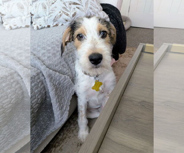 Medium Photo #2 Mutt Puppy For Sale in Sandy, UT, USA