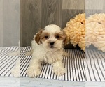 Small Photo #3 ShihPoo Puppy For Sale in SENECA FALLS, NY, USA