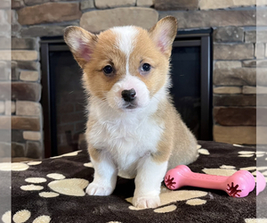 Medium Pembroke Welsh Corgi