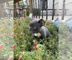 Small #1 Faux Frenchbo Bulldog