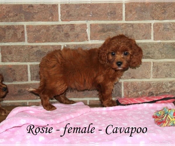 Medium Photo #3 Cavapoo Puppy For Sale in CLARKRANGE, TN, USA