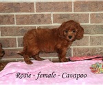 Small #2 Cavapoo