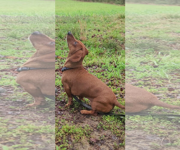 Medium Photo #6 Dachshund Puppy For Sale in Shelbyville, TN, USA