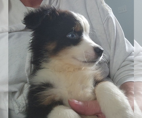 Medium Photo #1 Australian Shepherd Puppy For Sale in CEDAR RAPIDS, IA, USA