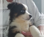 Oakley - Male Australian Shepherd Puppy for Sale - Small photo