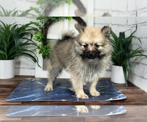 Pomeranian Puppy for Sale in MARIETTA, Georgia USA