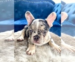 Small Photo #35 French Bulldog Puppy For Sale in CARY, NC, USA